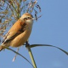 Moudivlacek luzni 3713